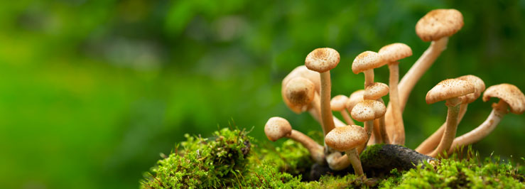 Cogumelos contaminados por fungos e bactérias? Isso é possível?, Dicas  Cursos CPT