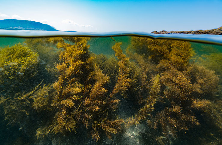 Algas marinhas amigas da pecuária - Dinâmica Ambiental