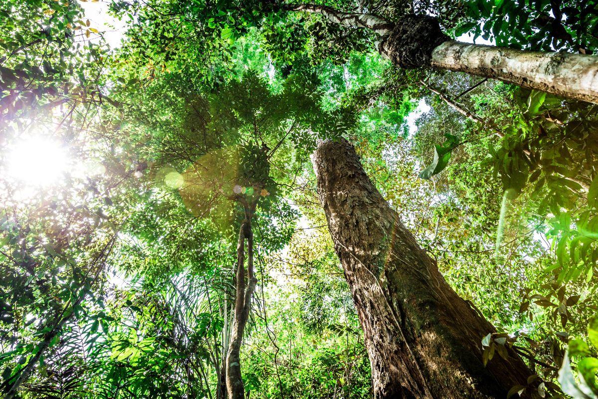 residuos-do-setor-madeireiro-trazem-esperanca-para-saude-e-meio-ambiente-2