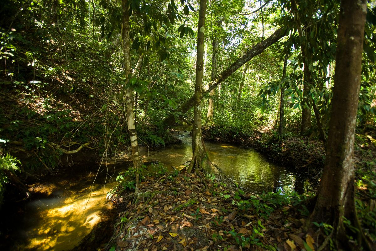 residuos-do-setor-madeireiro-trazem-esperanca-para-saude-e-meio-ambiente